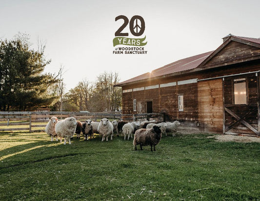 20 Years of Woodstock